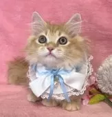 ミヌエット(短足)【千葉県・男の子・2024年11月12日・レッドタビー&ホワイト】の写真6