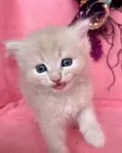 ミヌエット(長足)【千葉県・男の子・2025年9月1日・クリームタビー】の写真6