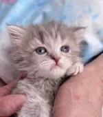 ラガマフィン【千葉県・女の子・2026年1月21日・ブルータビー】の写真6