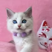 ラグドール【千葉県・男の子・2024年11月19日・ブルーポイントバイカラー】の写真7