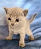 ロシアンブルー【千葉県・女の子・2025年11月3日・ブルー】の写真7