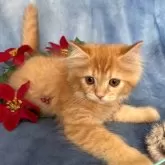 サイベリアン【千葉県・女の子・2025年8月29日・レッドタビー(ピンクリボン)】の写真7