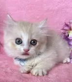 ミヌエット(短足)【千葉県・男の子・2025年7月4日・クリーム&ホワイト】の写真7