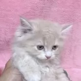 サイベリアン【千葉県・男の子・2025年3月15日・クリームタビー&ホワイト】の写真7