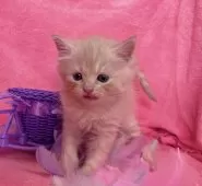 ミヌエット(長足)【千葉県・女の子・2025年8月22日・クリームタビー】の写真7