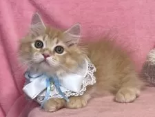 ミヌエット(短足)【千葉県・男の子・2024年11月12日・レッドタビー&ホワイト】の写真8