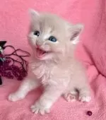 ミヌエット(長足)【千葉県・男の子・2025年9月1日・クリームタビー】の写真8