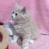 サイベリアン【千葉県・男の子・2025年3月15日・クリームタビー&ホワイト】の写真8