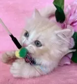 ミヌエット(短足)【千葉県・男の子・2025年7月4日・クリーム&ホワイト】の写真9