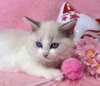 ラグドール【千葉県・男の子・2024年11月19日・ブルーポイントバイカラー】の写真9