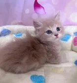 ミヌエット(短足)【千葉県・男の子・2026年7月17日・クリーム系】の写真9