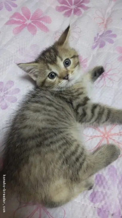 ID：2205-02967の子猫