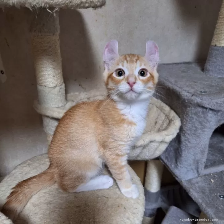 ID:2407-00486の子猫