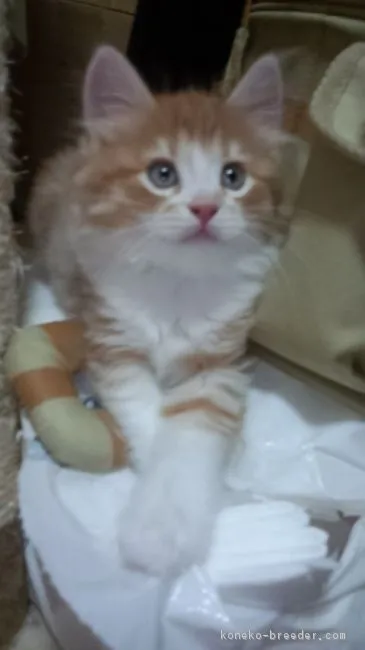 びび 様のお迎えした子猫