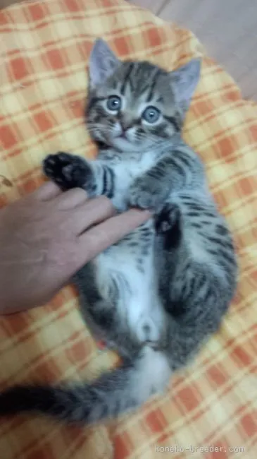 ID:1601-00355の子猫