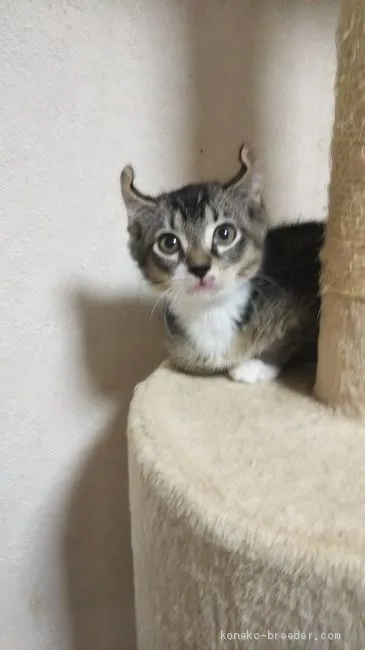 ID：2007-01790の子猫