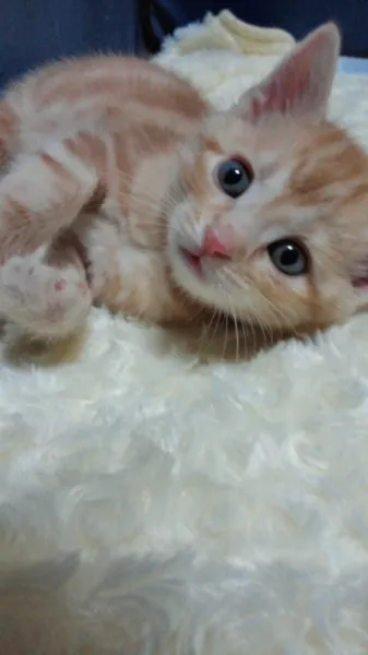 ID：1204-00018の子猫