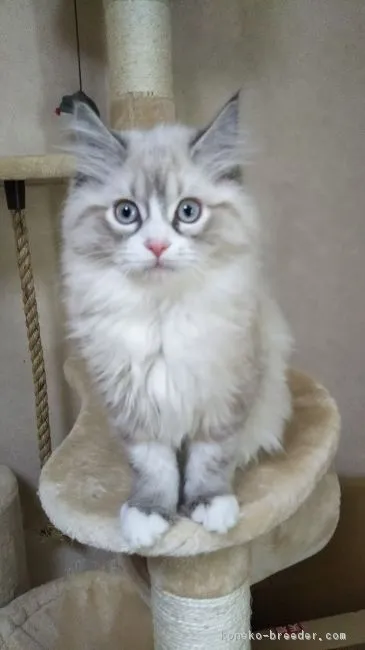 かおりん 様のお迎えした子猫