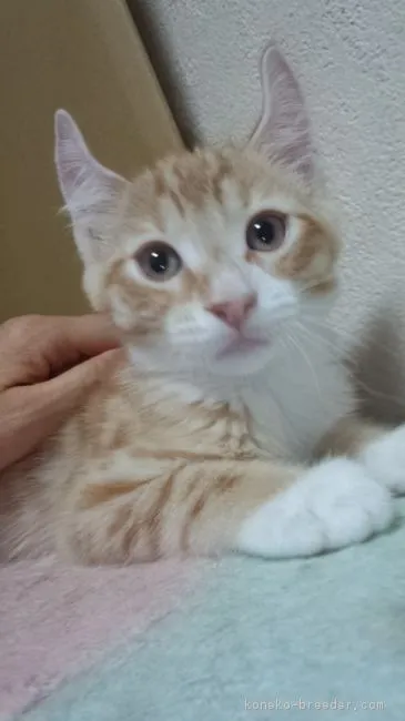 テオ君 様のお迎えした子猫