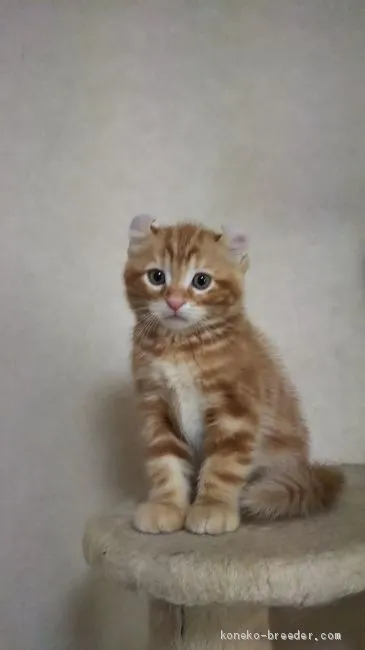 ID:2005-01247の子猫
