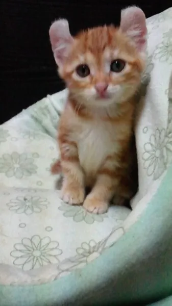 ID：1207-00116の子猫