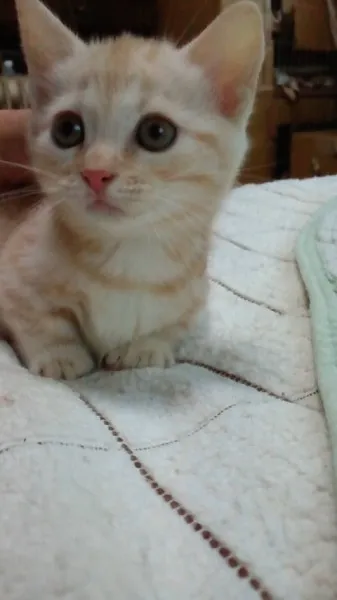 ID：1210-00160の子猫