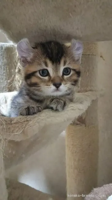 ID：2103-01053の子猫