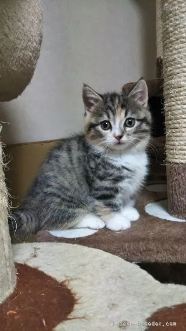 ID:2104-01033の子猫