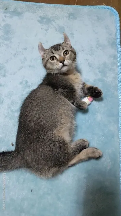 ID：2112-00805の子猫