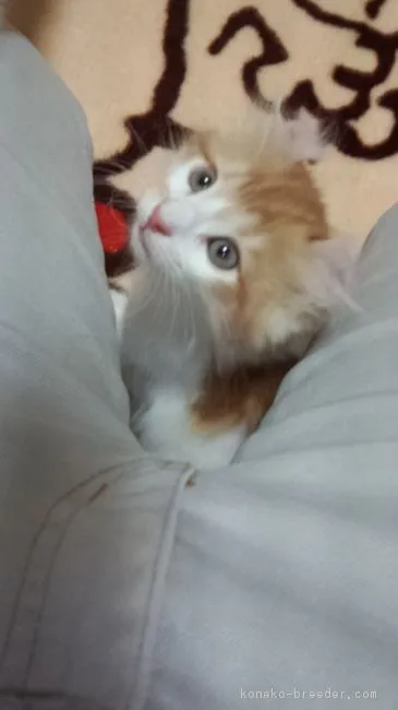 えるもさ 様のお迎えした子猫