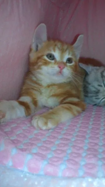 ID：1201-00030の子猫