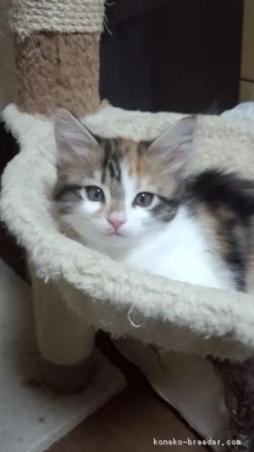 ID:1612-00622の子猫