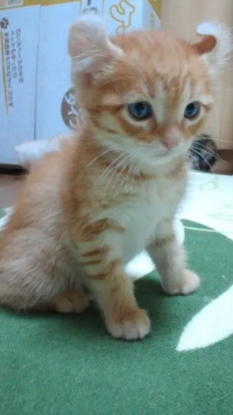 ID:1203-00029の子猫