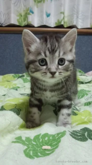 ID:1605-00481の子猫