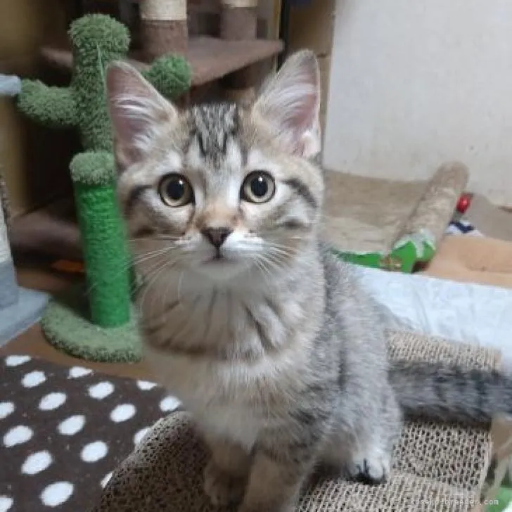 ID：2209-02393の子猫