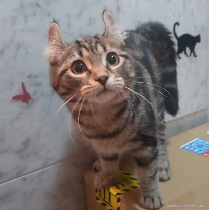 ID:2308-02671の子猫