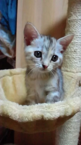 ID：1309-00326の子猫