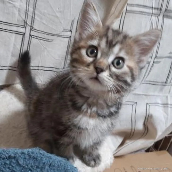 ID：2209-02835の子猫