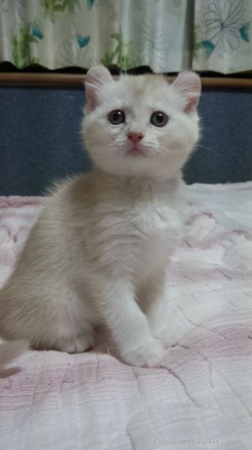 ID:1612-00218の子猫