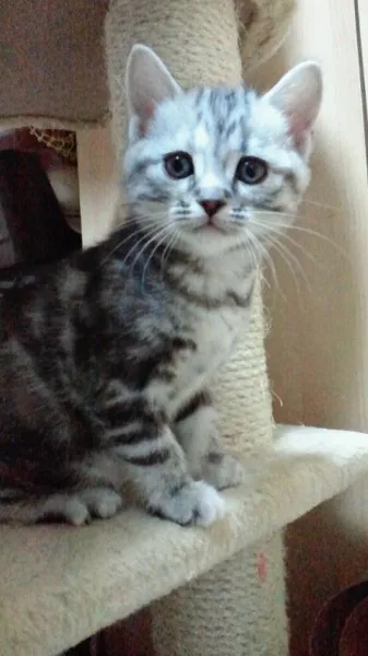 ID：1402-00069の子猫