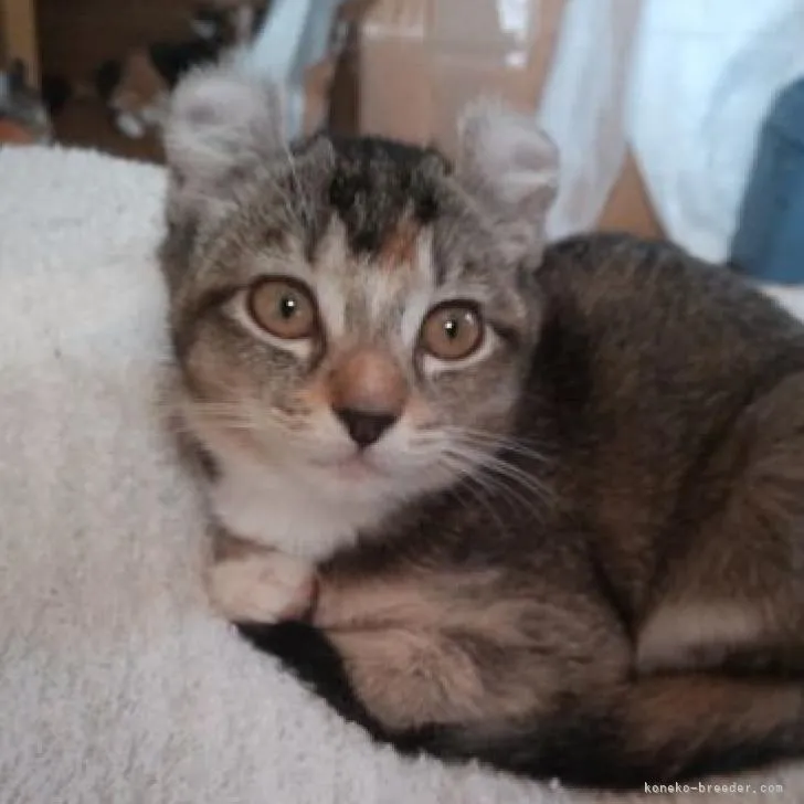 ID:2210-01660の子猫