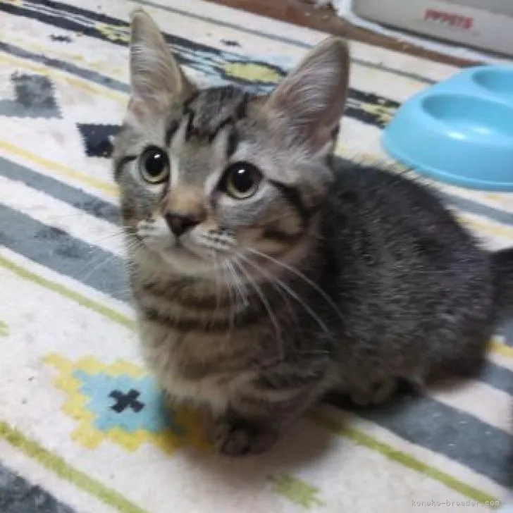 ID：2206-00037の子猫