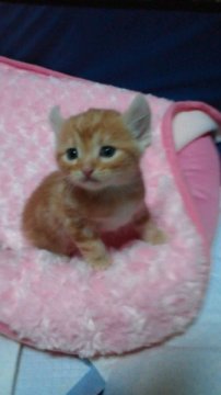 アメリカンカール【神奈川県・男の子・2011年9月2日・レッドクラシックタビー（短毛種（若干長め））】の写真「」