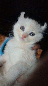 アメリカンカール【神奈川県・女の子・2011年9月2日・クリーム（短毛種）】の写真「」