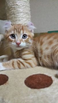 アメリカンカール【神奈川県・男の子・2019年5月16日・レッドタビー&ホワイト（ショートヘアー・短毛）】の写真「ちょっとだけ運動神経が・・苦笑。」