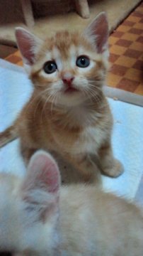 アメリカンカール【神奈川県・女の子・2011年9月2日・レッド（短毛種）】の写真「」