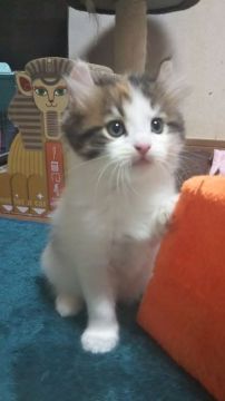 アメリカンカール【神奈川県・女の子・2020年3月22日・キャリコ・三毛（ロングヘアー(中毛寄りの長毛)）】の写真「おっとりした穏やかな立ち耳ちゃんです。」