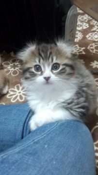 アメリカンカール【神奈川県・女の子・2017年10月20日・ブラウンタビー&ホワイト（ロングヘアー・長毛です。）】の写真「1テンポ遅いおっとりしたカールちゃんです。」