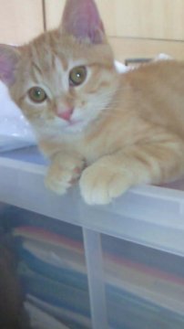 マンチカン【神奈川県・男の子・2011年5月5日・レッドタビー（短毛種）】の写真「」