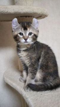 アメリカンカール【神奈川県・女の子・2019年12月30日・ブラウンパッチドタビー（ショートヘア・短毛）】の写真「人と遊ぶのが大好き！人も好き！」